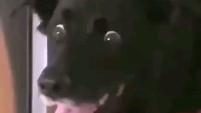不是怕只是怂了而已